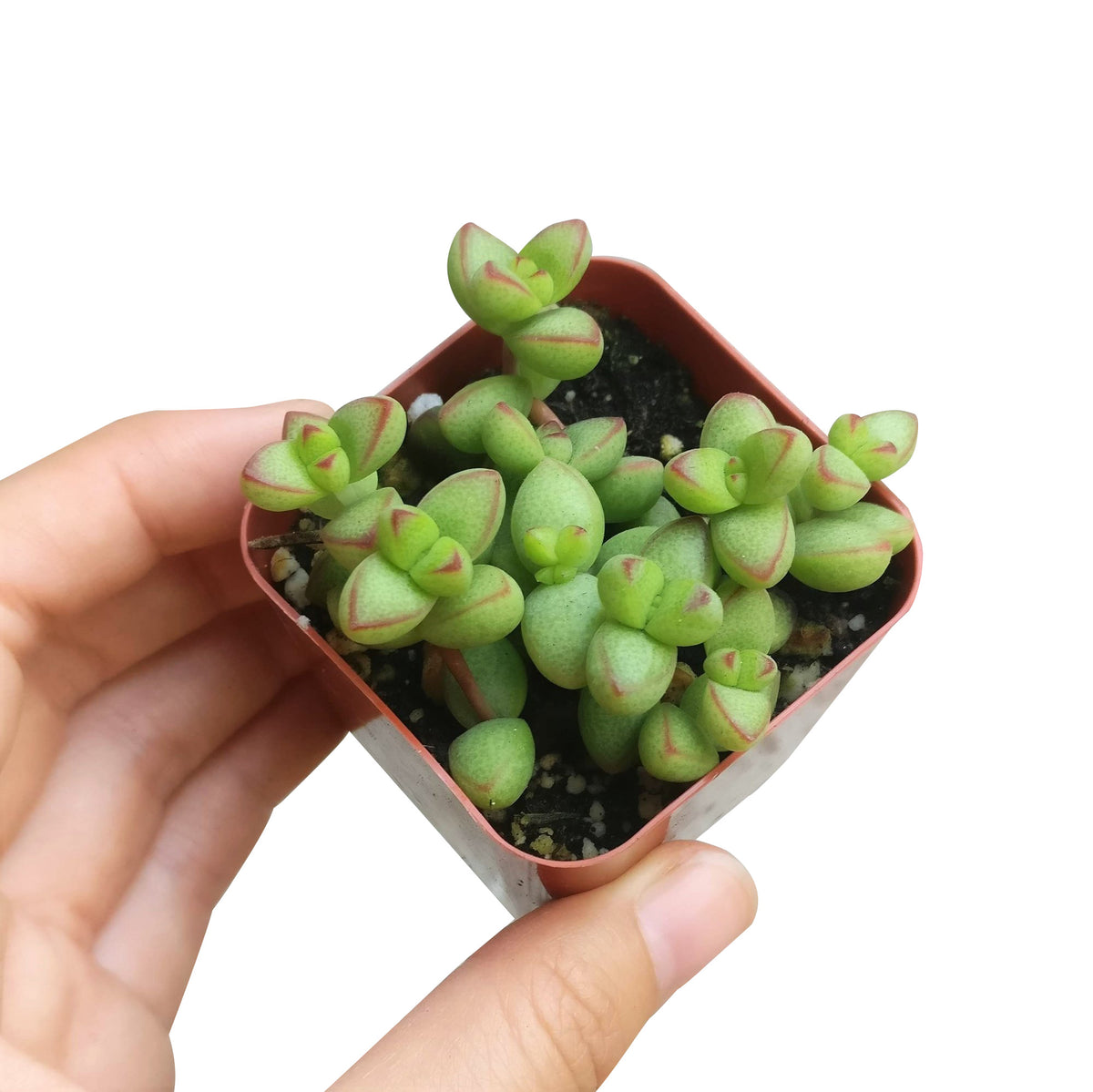 crassula species, growing crassula, cactus, succulent care tips, succulent care, monthly succulents, succulent plant, Succulents, succulents shop in California, indoor succulents, crassula brevifolia in California, How to grow crassula brevifolia, crassula, crassula plant, crassula succulent, crassula types, crassula varieties, types of crassula, crassula species, crassulas, succulent crassula