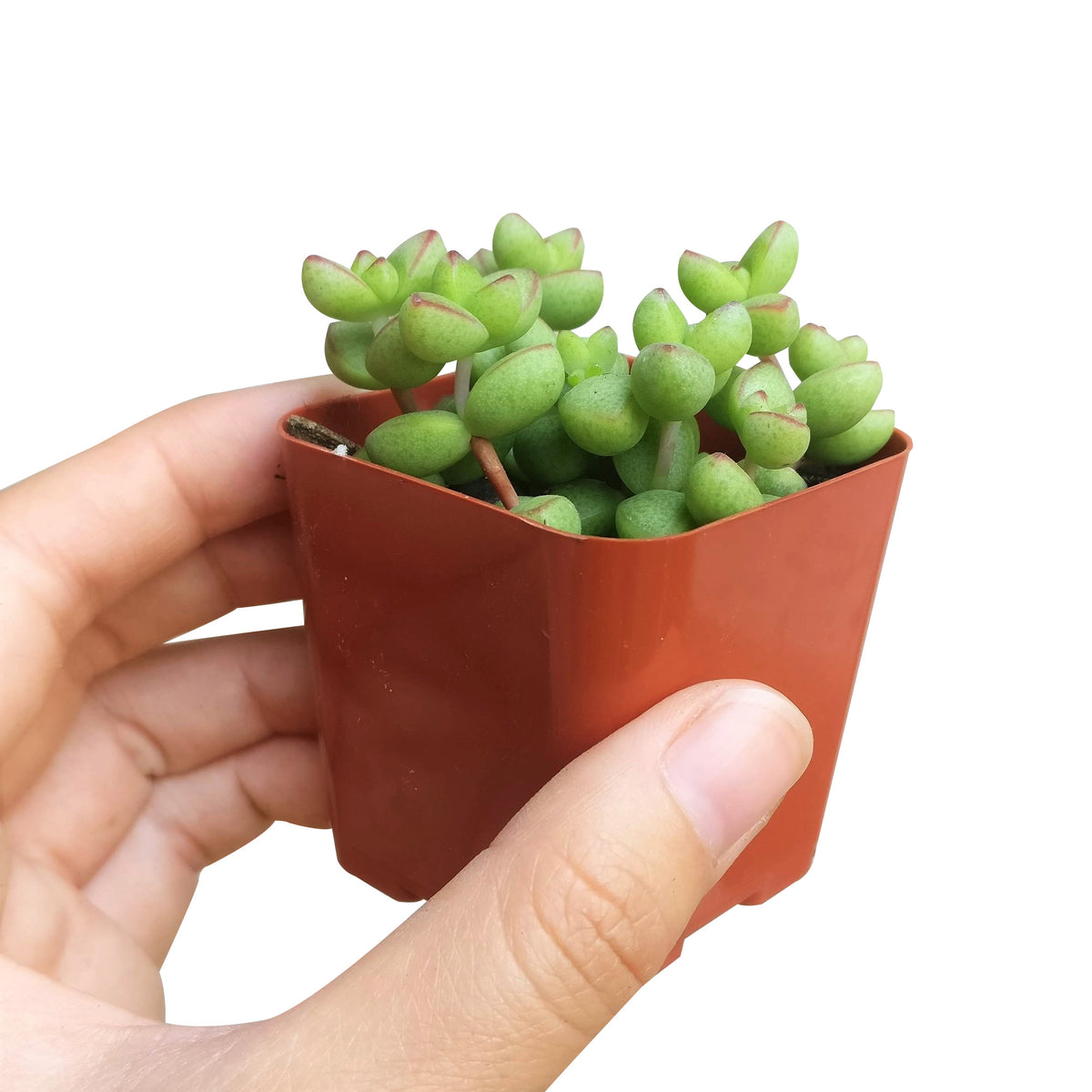 crassula species, growing crassula, cactus, succulent care tips, succulent care, monthly succulents, succulent plant, Succulents, succulents shop in California, indoor succulents, crassula brevifolia in California, How to grow crassula brevifolia, crassula, crassula plant, crassula succulent, crassula types, crassula varieties, types of crassula, crassula species, crassulas, succulent crassula