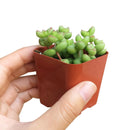 crassula species, growing crassula, cactus, succulent care tips, succulent care, monthly succulents, succulent plant, Succulents, succulents shop in California, indoor succulents