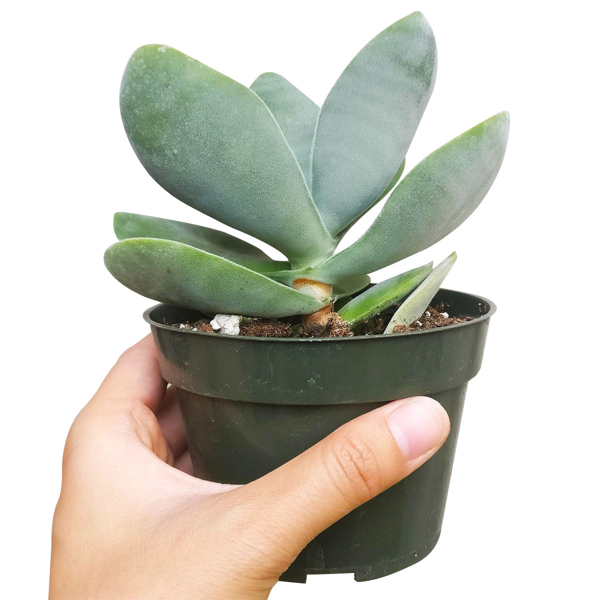 Crassula Cotyledonis for Sale, indoor succulents, succulents garden, how to grow succulents, succulent subscription, succulent care tips, succulent care, succulents store in CA, monthly succulents, Crassula Cotyledonis in California, How to grow Crassula Cotyledonis, crassula, crassula plant, crassula succulent, crassula types, crassula varieties, types of crassula, crassula species, crassulas, succulent crassula