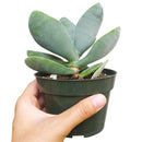 Crassula Cotyledonis for Sale, indoor succulents, succulents garden, how to grow succulents, succulent subscription, succulent care tips, succulent care, succulents store in CA, monthly succulents, Crassula Cotyledonis in California, How to grow Crassula Cotyledonis, crassula, crassula plant, crassula succulent, crassula types, crassula varieties, types of crassula, crassula species, crassulas, succulent crassula