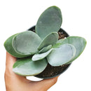 Crassula Cotyledonis for Sale, indoor succulents, succulents garden, how to grow succulents, succulent subscription, succulent care tips, succulent care, succulents store in CA, monthly succulents, Crassula Cotyledonis in California, How to grow Crassula Cotyledonis, crassula, crassula plant, crassula succulent, crassula types, crassula varieties, types of crassula, crassula species, crassulas, succulent crassula