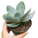Crassula Cotyledonis for Sale, indoor succulents, succulents garden, how to grow succulents, succulent subscription, succulent care tips, succulent care, succulents store in CA, monthly succulents, Crassula Cotyledonis in California, How to grow Crassula Cotyledonis, crassula, crassula plant, crassula succulent, crassula types, crassula varieties, types of crassula, crassula species, crassulas, succulent crassula