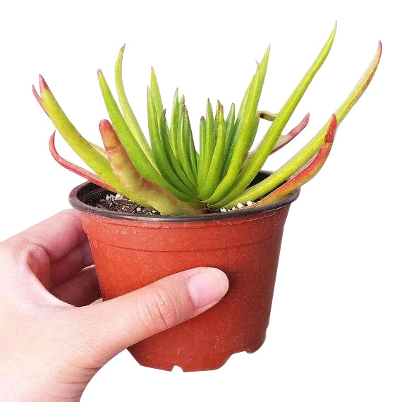 crassula, crassula plant, crassula succulent, crassula types, crassula varieties, types of crassula, crassula species, crassulas, succulent crassula