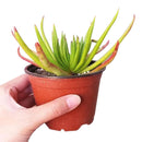 succulent care tips, Devil horns succulent in California, How to grow Devil horns succulent, crassula, crassula plant, crassula succulent, crassula types, crassula varieties, types of crassula, crassula species, crassulas, succulent crassula