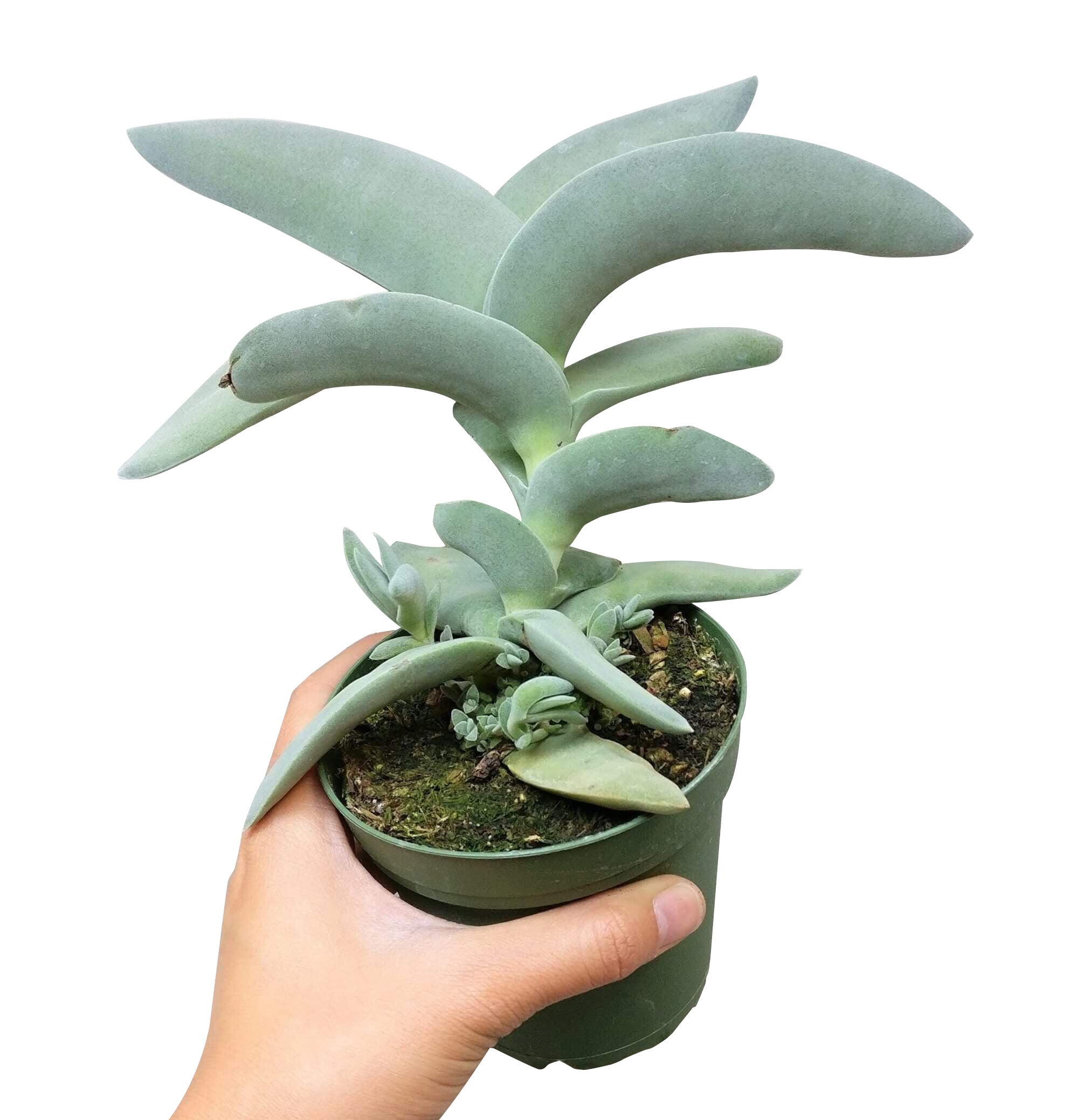 propeller plant succulent Crassula Falcata Propeller Succulent Plant