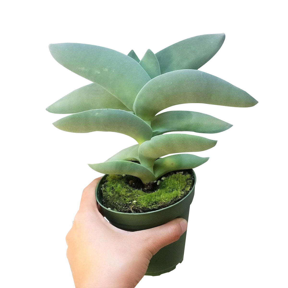 propeller plant, rare succulent, indoor succulents, succulent care, succulents garden, monthly succulents, cactus, succulents store in CA, how to grow succulents, Rare succulents, propeller plant in California, How to grow propeller plant, crassula, crassula plant, crassula succulent, crassula types, crassula varieties, types of crassula, crassula species, crassulas, succulent crassula