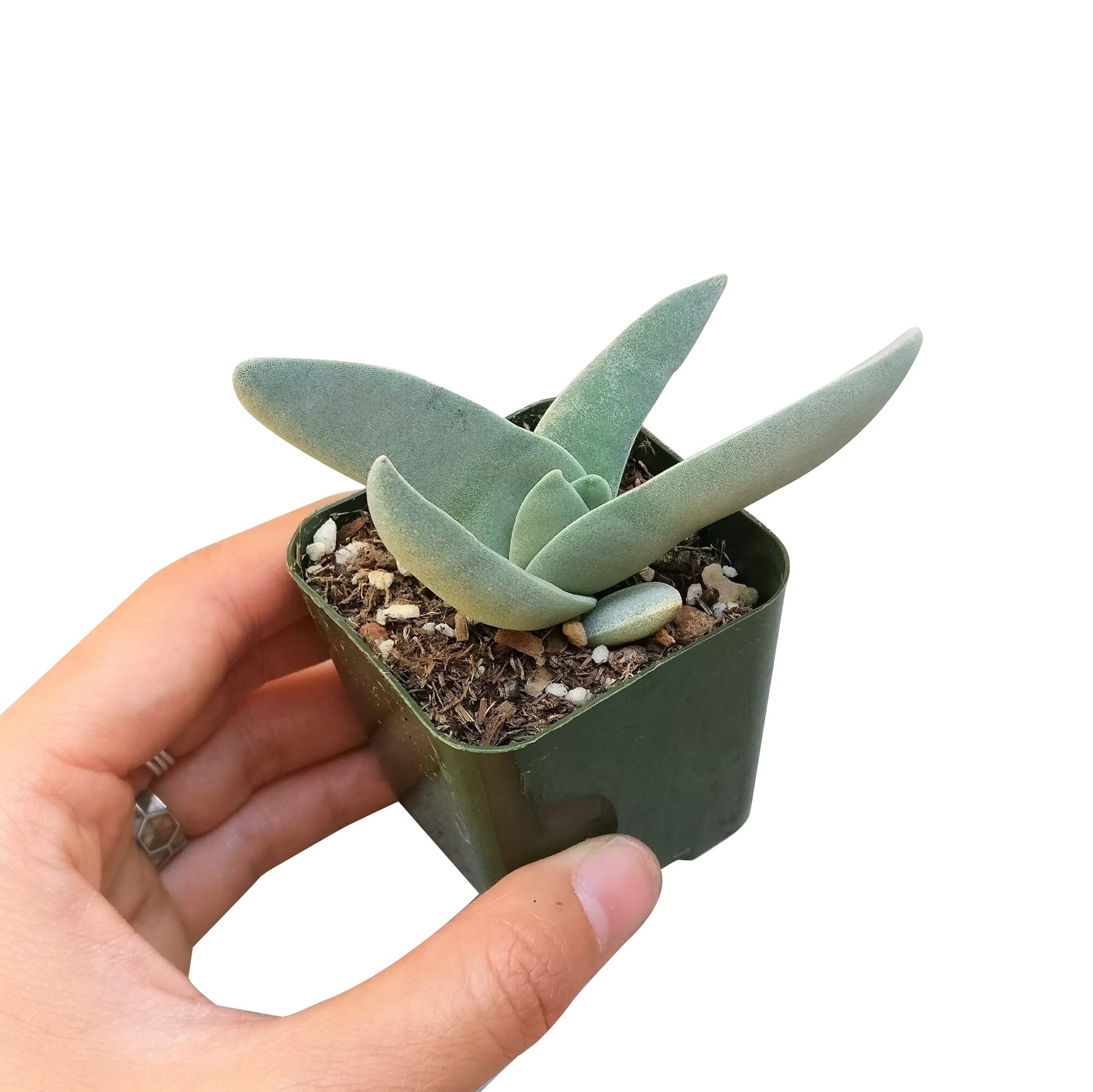 succulent prop Crassula Falcata Propeller Succulent Plant