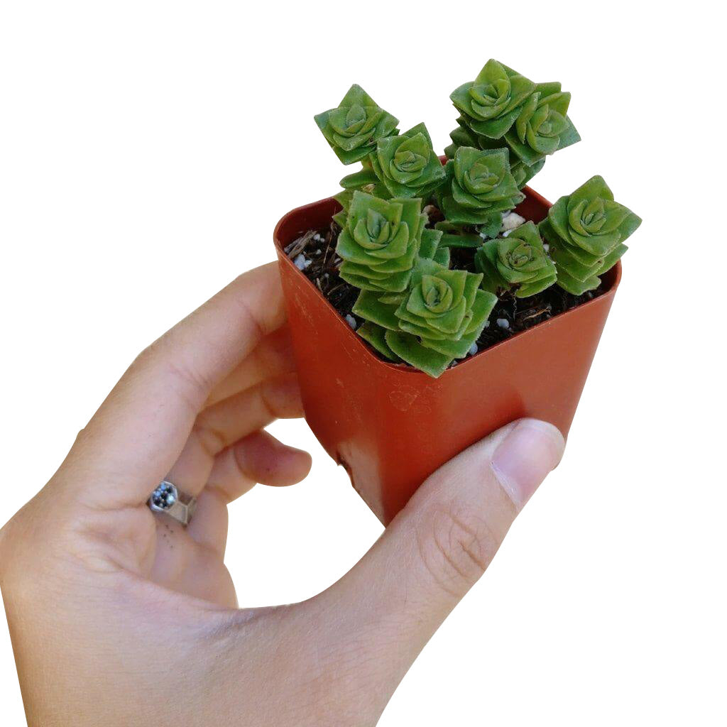 Green pagoda succulent, succulents store in CA, succulent care, cactus, succulent care tips, succulent subscription, Rare succulents, Succulents, indoor succulents, Crassula Green Pagoda in California, How to grow Crassula Green Pagoda, crassula, crassula plant, crassula succulent, crassula types, crassula varieties, types of crassula, crassula species, crassulas, succulent crassula