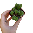 Green pagoda succulent, succulents store in CA, succulent care, cactus, succulent care tips, succulent subscription, Rare succulents, Succulents, indoor succulents, Crassula Green Pagoda in California, How to grow Crassula Green Pagoda, crassula, crassula plant, crassula succulent, crassula types, crassula varieties, types of crassula, crassula species, crassulas, succulent crassula