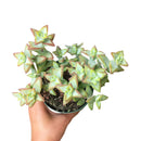 high voltage plant care, succulents garden, cactus, how to grow succulents, succulent care tips, succulent care, succulent care guide, monthly succulents, succulents store in CA, crassula high voltage in California, How to grow crassula high voltage, crassula, crassula plant, crassula succulent, crassula types, crassula varieties, types of crassula, crassula species, crassulas, succulent crassula