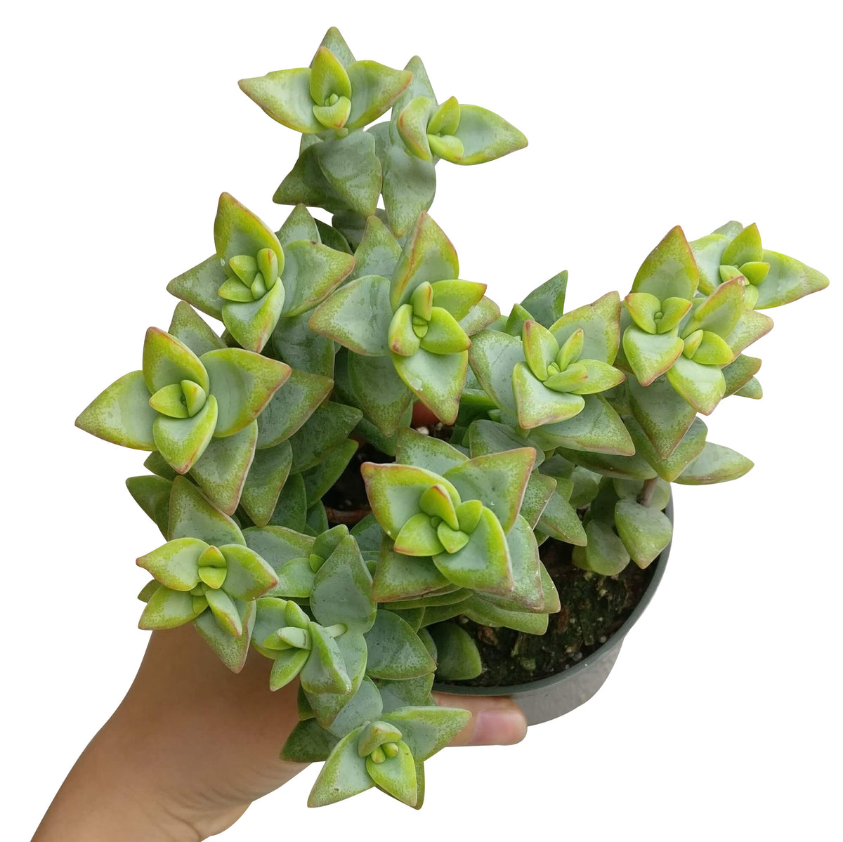 crassula rupestris for sale, succulent subscription, indoor succulents, succulents garden, Succulents shop near me, cactus, succulent care, succulents store in CA, succulent care guide, crassula rupestris in California, How to grow crassula rupestris, crassula, crassula plant, crassula succulent, crassula types, crassula varieties, types of crassula, crassula species, crassulas, succulent crassula