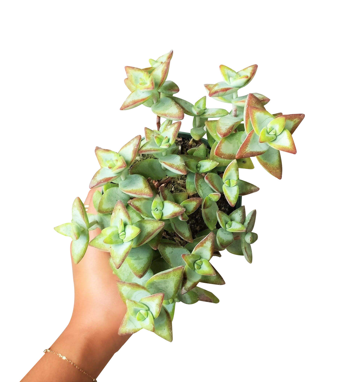 crassula rupestris for sale, succulent subscription, indoor succulents, succulents garden, Succulents shop near me, cactus, succulent care, succulents store in CA, succulent care guide, crassula rupestris in California, How to grow crassula rupestris, crassula, crassula plant, crassula succulent, crassula types, crassula varieties, types of crassula, crassula species, crassulas, succulent crassula