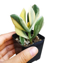 Crassula ovata f. variegata Hummel’s Sunset, succulent plant, succulents shop in California, Rare succulents, Succulents, indoor succulents