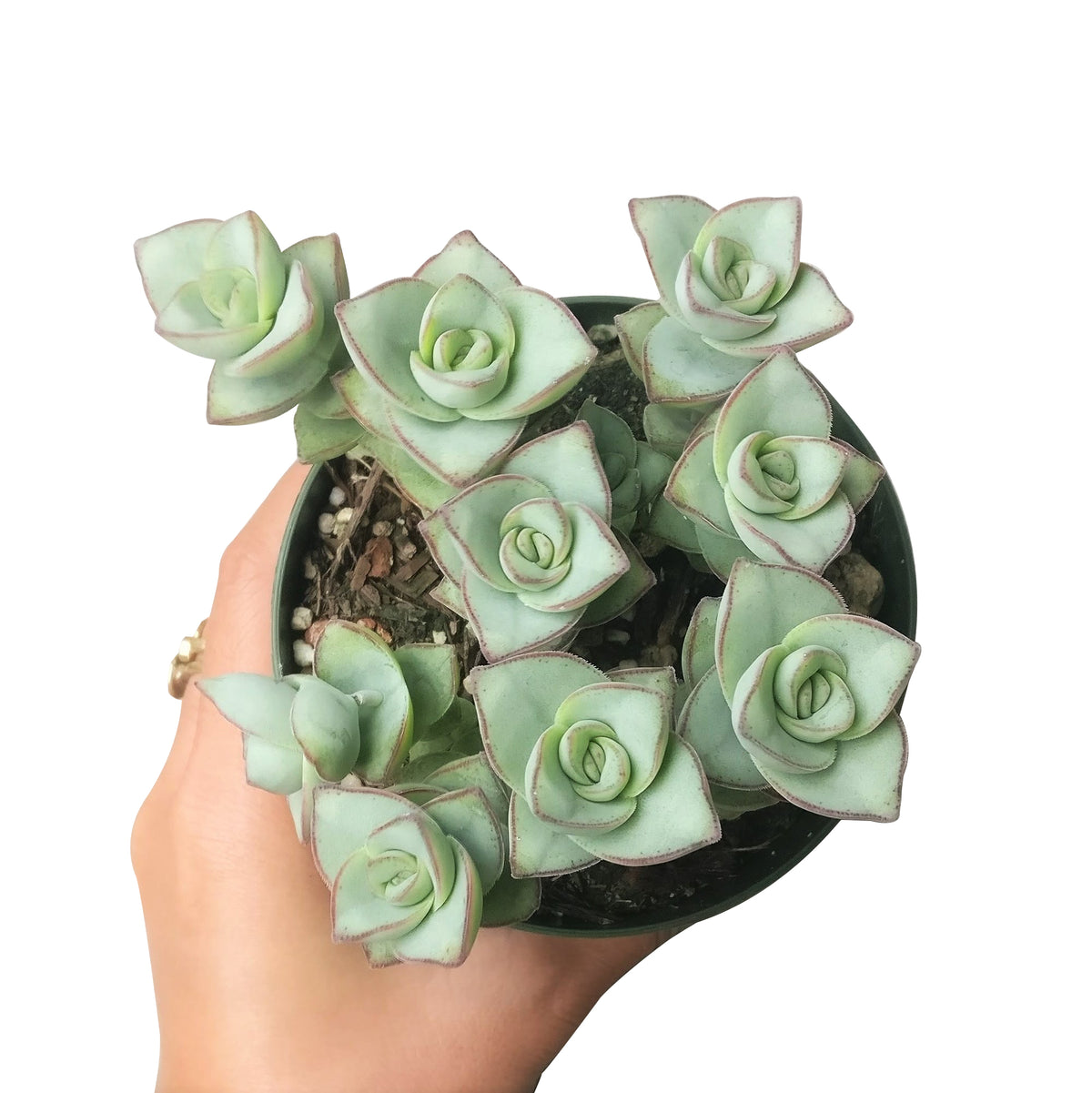 garden shopping, garden gift, monthly succulents, succulent care, cactus, succulents shop in California, succulent care guide, Succulents, how to grow succulents, succulent subscription, crassula ivory towers in California, How to grow crassula ivory towers, crassula, crassula plant, crassula succulent, crassula types, crassula varieties, types of crassula, crassula species, crassulas, succulent crassula