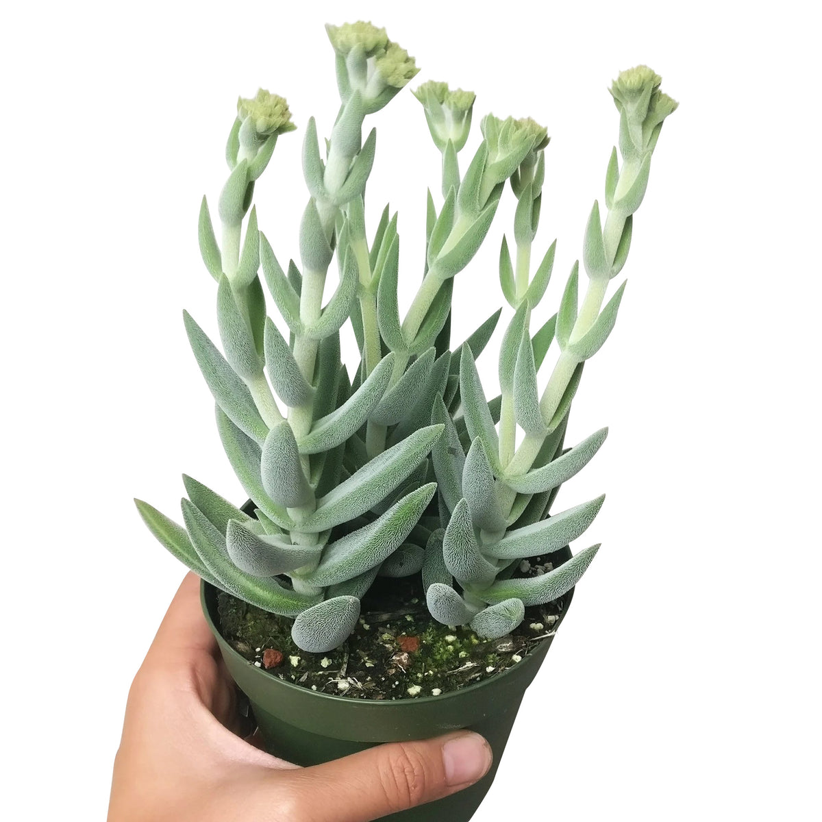 Crassula Mesembryanthemoides Tenelli fuzzy, grey-green leaves for sale, How to care for Crassula Mesembryanthemoides Tenelli, How to grow Crassula Mesembryanthemoides Tenelli indoor, succulents for sale, succulent gift box, succulent decor ideas, crassula, crassula plant, crassula succulent, crassula types, crassula varieties, types of crassula, crassula species, crassulas, succulent crassula