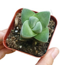 How to grow Crassula Moonglow, crassula, crassula plant, crassula succulent, crassula types, crassula varieties, types of crassula, crassula species, crassulas, succulent crassula