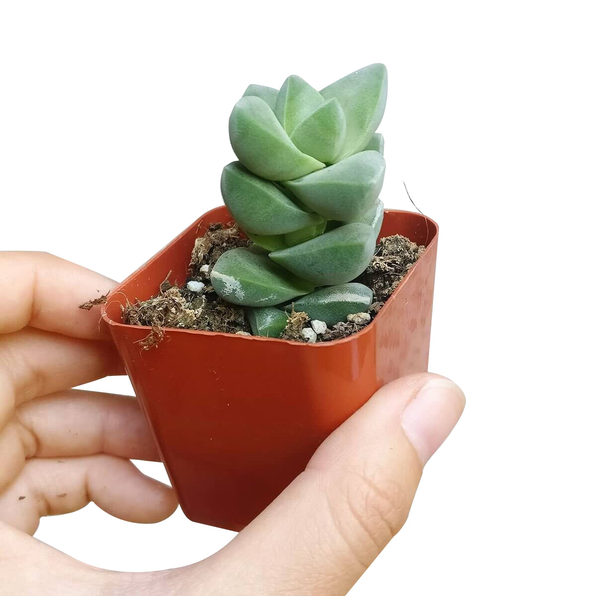 Crassula Moonglow Succulent, indoor succulents, succulent care tips, succulent plant, Succulents shop near me, monthly succulents, succulents garden, succulent care guide, Succulents, Crassula Moonglow Succulent in California, How to grow Crassula Moonglow Succulent, crassula, crassula plant, crassula succulent, crassula types, crassula varieties, types of crassula, crassula species, crassulas, succulent crassula