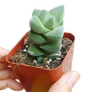 How to grow Crassula Moonglow, crassula, crassula plant, crassula succulent, crassula types, crassula varieties, types of crassula, crassula species, crassulas, succulent crassula