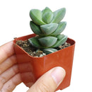 How to grow Crassula Moonglow, crassula, crassula plant, crassula succulent, crassula types, crassula varieties, types of crassula, crassula species, crassulas, succulent crassula