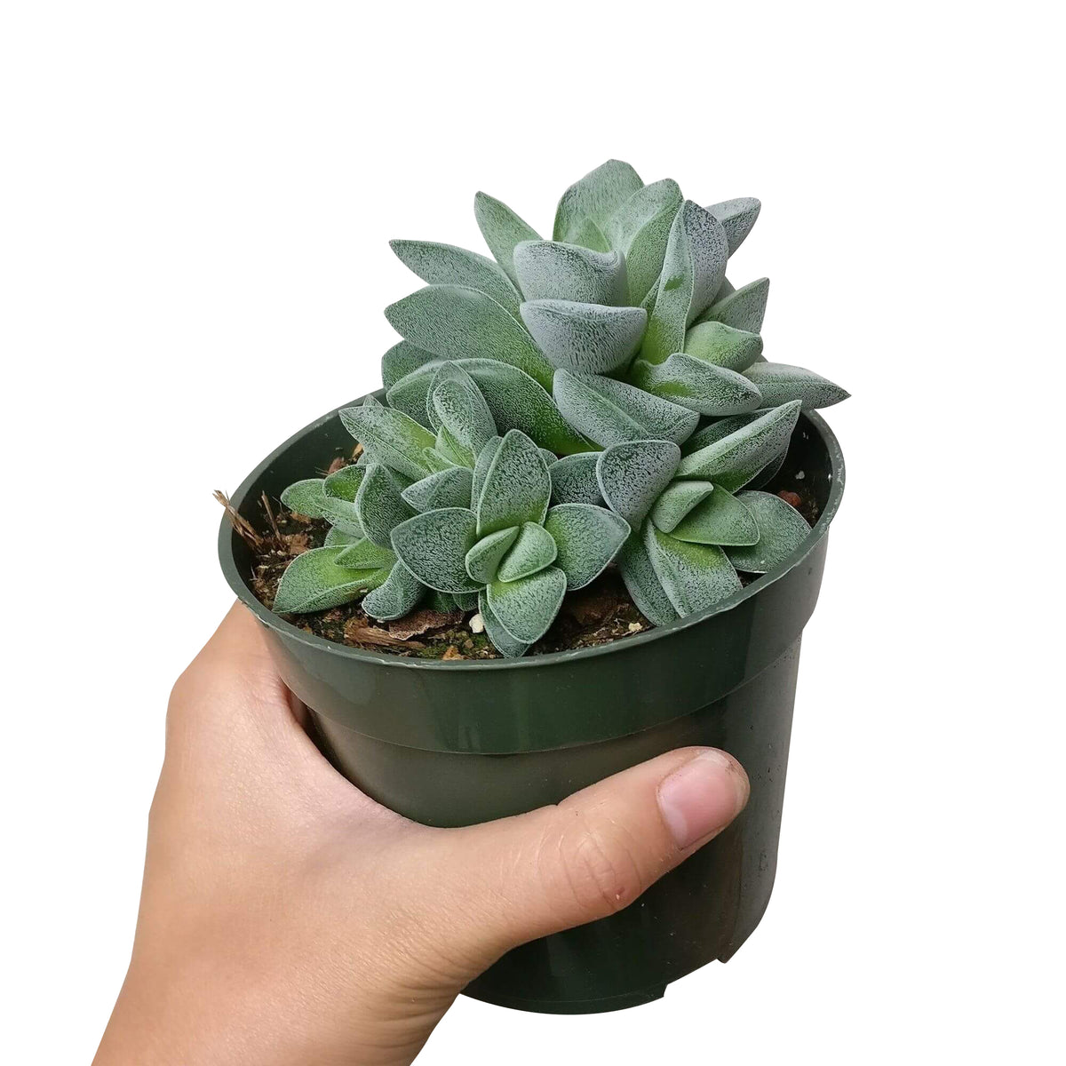 Crassula Morgan Beauty, succulents store in CA, succulent care, Succulents shop near me, succulent subscription, indoor succulents, succulent plant, succulents shop in California, Rare succulents, Crassula Morgan in California, How to grow Crassula Morgan, crassula, crassula plant, crassula succulent, crassula types, crassula varieties, types of crassula, crassula species, crassulas, succulent crassula