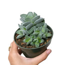 Crassula Morgan in California, How to grow Crassula Morgan, crassula, crassula plant, crassula succulent, crassula types, crassula varieties, types of crassula, crassula species, crassulas, succulent crassula