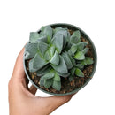 Crassula Morgan in California, How to grow Crassula Morgan, crassula, crassula plant, crassula succulent, crassula types, crassula varieties, types of crassula, crassula species, crassulas, succulent crassula