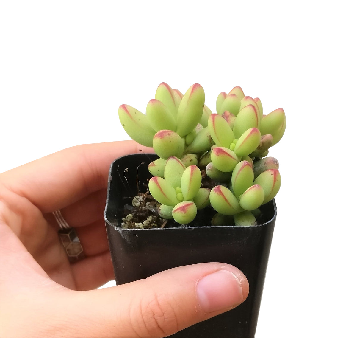 succulent box, live succulent, rare succulent, garden gift, variegated, crested, gasteria, garden design, succulent subscription, Rare succulents, succulents shop in California, how to grow succulents, succulent care, monthly succulents, indoor succulents, crassula nudicaulis in California, How to grow crassula nudicaulis, crassula, crassula plant, crassula succulent, crassula types, crassula varieties, types of crassula, crassula species, crassulas, succulent crassula