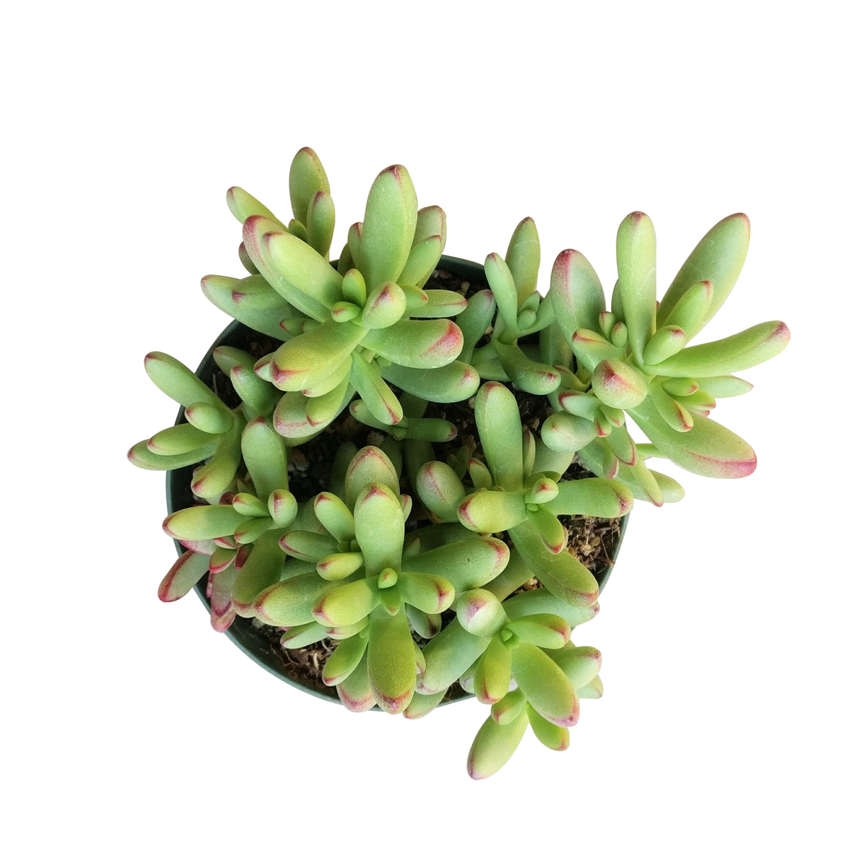 succulent box, live succulent, rare succulent, garden gift, variegated, crested, gasteria, garden design, succulent subscription, Rare succulents, succulents shop in California, how to grow succulents, succulent care, monthly succulents, indoor succulents, crassula nudicaulis in California, How to grow crassula nudicaulis, crassula, crassula plant, crassula succulent, crassula types, crassula varieties, types of crassula, crassula species, crassulas, succulent crassula