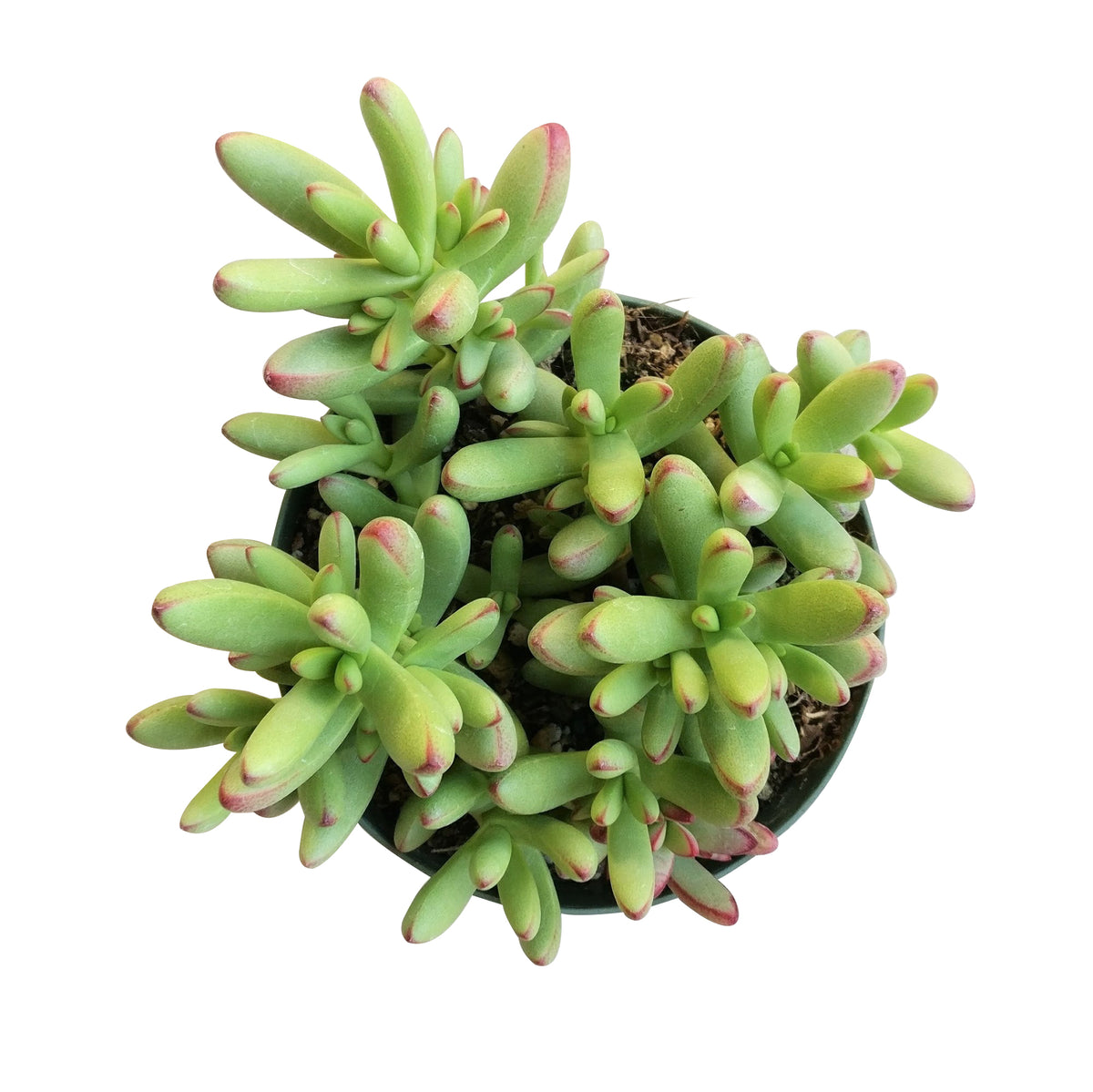succulent box, live succulent, rare succulent, garden gift, variegated, crested, gasteria, garden design, succulent subscription, Rare succulents, succulents shop in California, how to grow succulents, succulent care, monthly succulents, indoor succulents, crassula nudicaulis in California, How to grow crassula nudicaulis, crassula, crassula plant, crassula succulent, crassula types, crassula varieties, types of crassula, crassula species, crassulas, succulent crassula