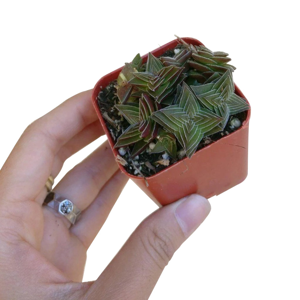 Crassula pagoda village, succulent subscription, Succulents, how to grow succulents, succulents shop in California, succulents garden, Rare succulents, cactus, succulent care guide, Crassula pagoda village in California, How to grow Crassula pagoda village, crassula, crassula plant, crassula succulent, crassula types, crassula varieties, types of crassula, crassula species, crassulas, succulent crassula