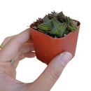 How to grow Crassula pagoda village, crassula, crassula plant, crassula succulent, crassula types, crassula varieties, types of crassula, crassula species, crassulas, succulent crassula