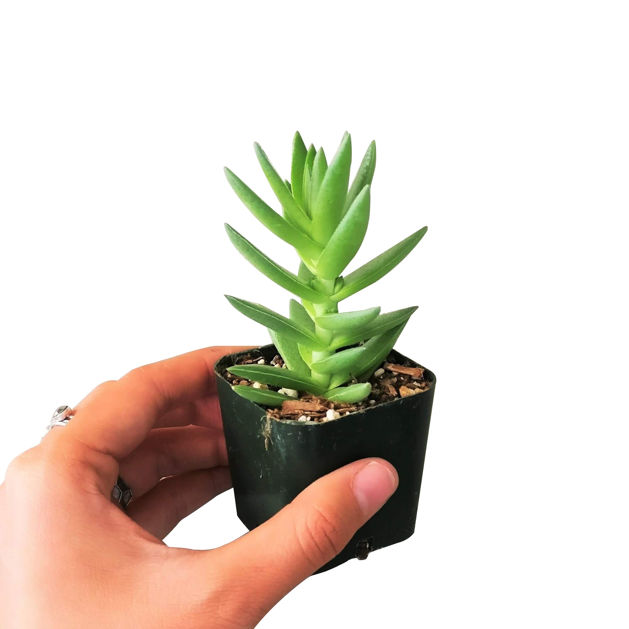 tooth succulent pot Buy Crassula Red Pagoda (Shark Tooth) Online: A Unique Shaped Succulent