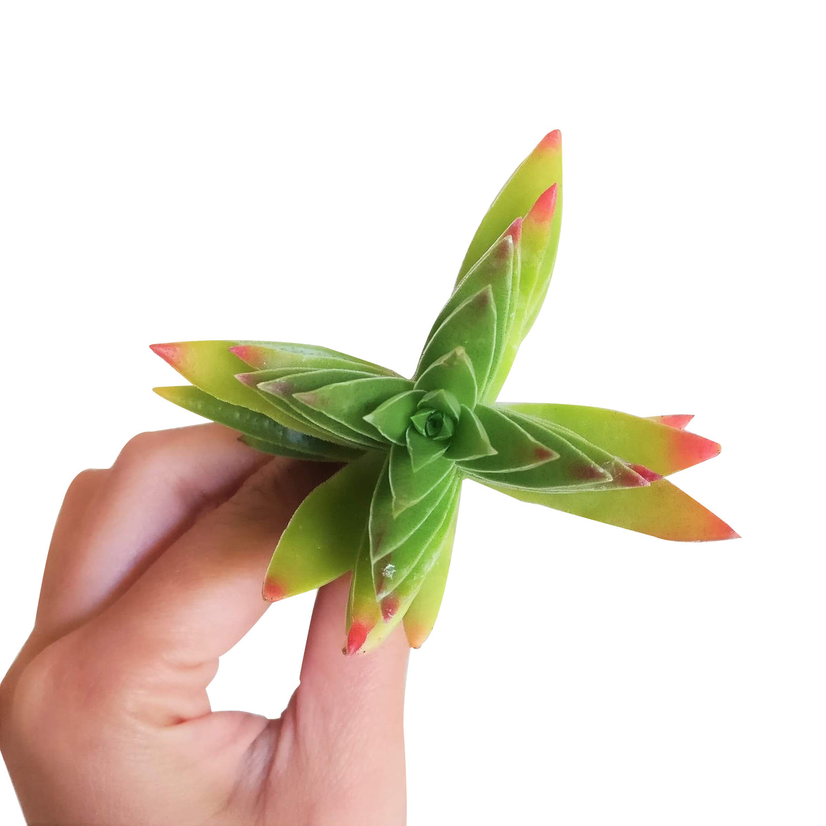 crassula capitella, crassula red pagoda shark tooth succulent, crassula corymbulosa, buy crassula succulent/ crassula plant, crassula types/ types of crassula, colorful succulent plants