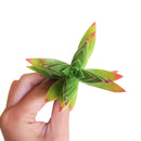 Crassula Red Pagoda Shark Tooth for sale. Succulents for sale. Shop succulent online 