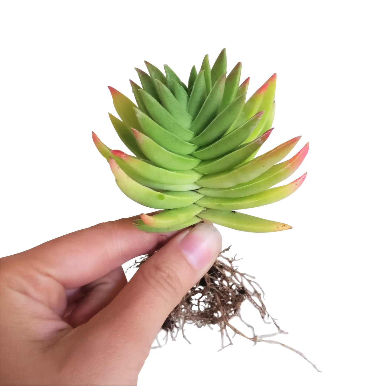 crassula capitella, crassula red pagoda shark tooth succulent, crassula corymbulosa, buy crassula succulent/ crassula plant, crassula types/ types of crassula, colorful succulent plants