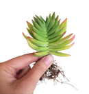 Crassula Red Pagoda Shark Tooth for sale. Succulents for sale. Shop succulent online 