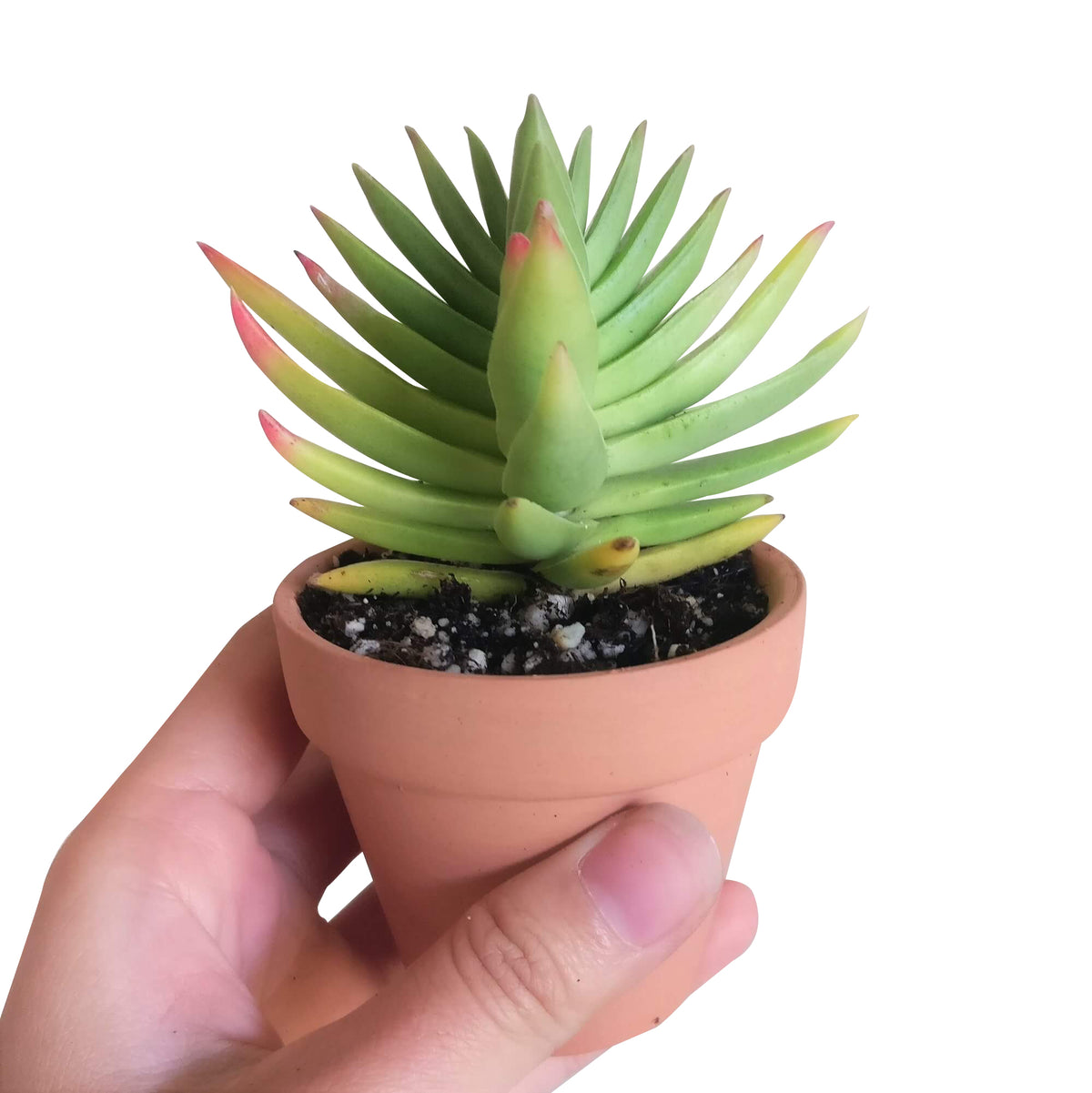 crassula capitella, crassula red pagoda shark tooth succulent, crassula corymbulosa, buy crassula succulent/ crassula plant, crassula types/ types of crassula, colorful succulent plants