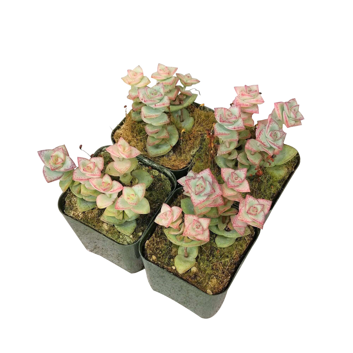 cassula tom thumb, succulent gift, monthly succulents, succulents store in CA, Succulents, succulent subscription, succulent care guide, how to grow succulents, cactus, succulents shop in California, tom thumb succulent in California, How to grow tom thumb succulent, crassula, crassula plant, crassula succulent, crassula types, crassula varieties, types of crassula, crassula species, crassulas, succulent crassula