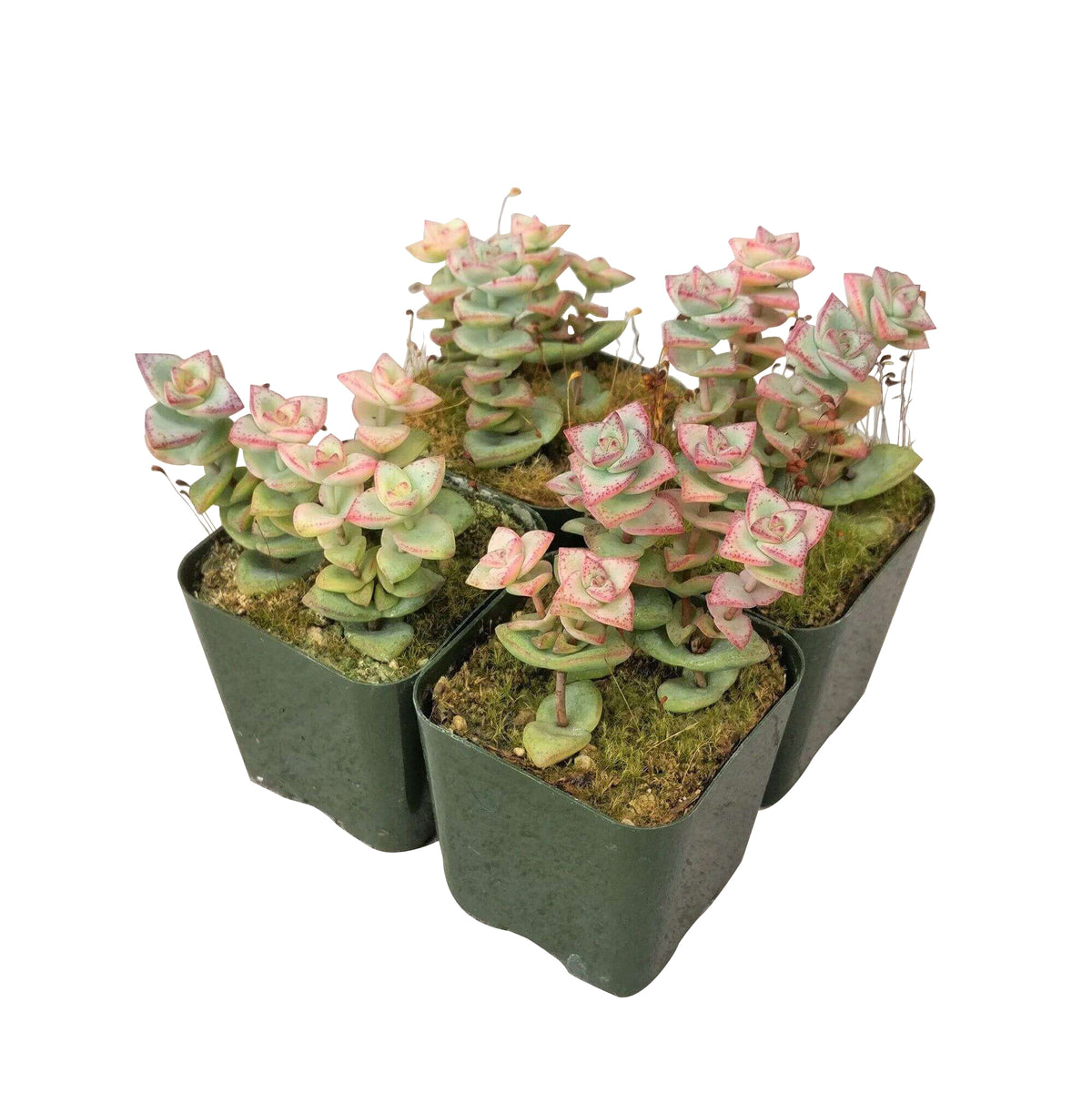cassula tom thumb, succulent gift, monthly succulents, succulents store in CA, Succulents, succulent subscription, succulent care guide, how to grow succulents, cactus, succulents shop in California, tom thumb succulent in California, How to grow tom thumb succulent, crassula, crassula plant, crassula succulent, crassula types, crassula varieties, types of crassula, crassula species, crassulas, succulent crassula