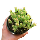 cassula tom thumb in California, How to grow cassula tom thumb, crassula, crassula plant, crassula succulent, crassula types, crassula varieties, types of crassula, crassula species, crassulas, succulent crassula