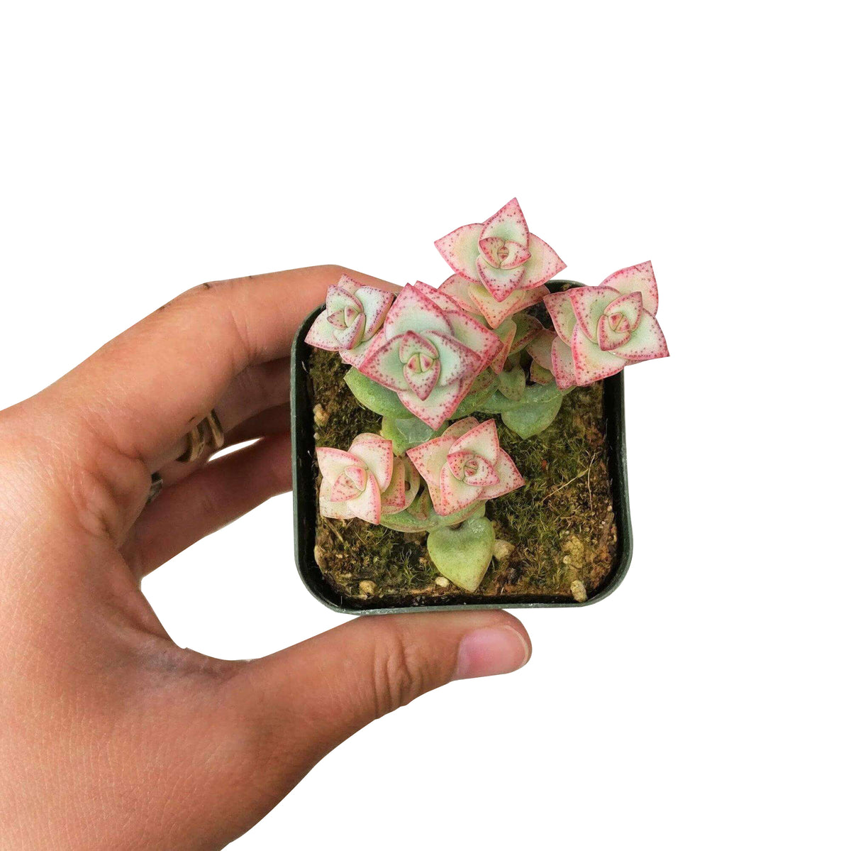 cassula tom thumb, succulent gift, monthly succulents, succulents store in CA, Succulents, succulent subscription, succulent care guide, how to grow succulents, cactus, succulents shop in California, tom thumb succulent in California, How to grow tom thumb succulent, crassula, crassula plant, crassula succulent, crassula types, crassula varieties, types of crassula, crassula species, crassulas, succulent crassula