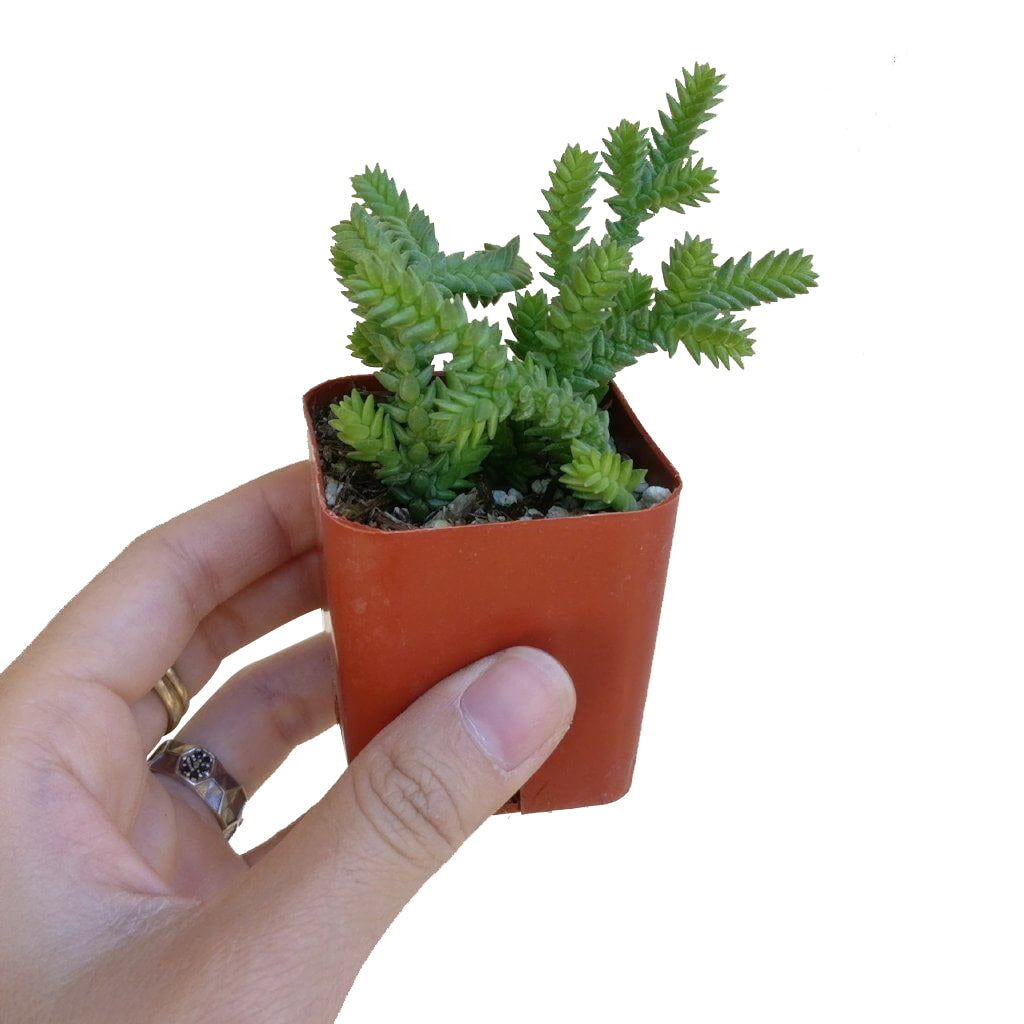 variegated watch chain succulent Crassula Watch Chain - Crassula muscosa with Care Guide