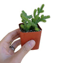 how to grow succulents, Succulents shop near me, succulent plant, succulent care, cactus, succulents shop in California, succulents store in CA, crassula giant watch chain in California, How to grow crassula giant watch chain, crassula, crassula plant, crassula succulent, crassula types, crassula varieties, types of crassula, crassula species, crassulas, succulent crassula