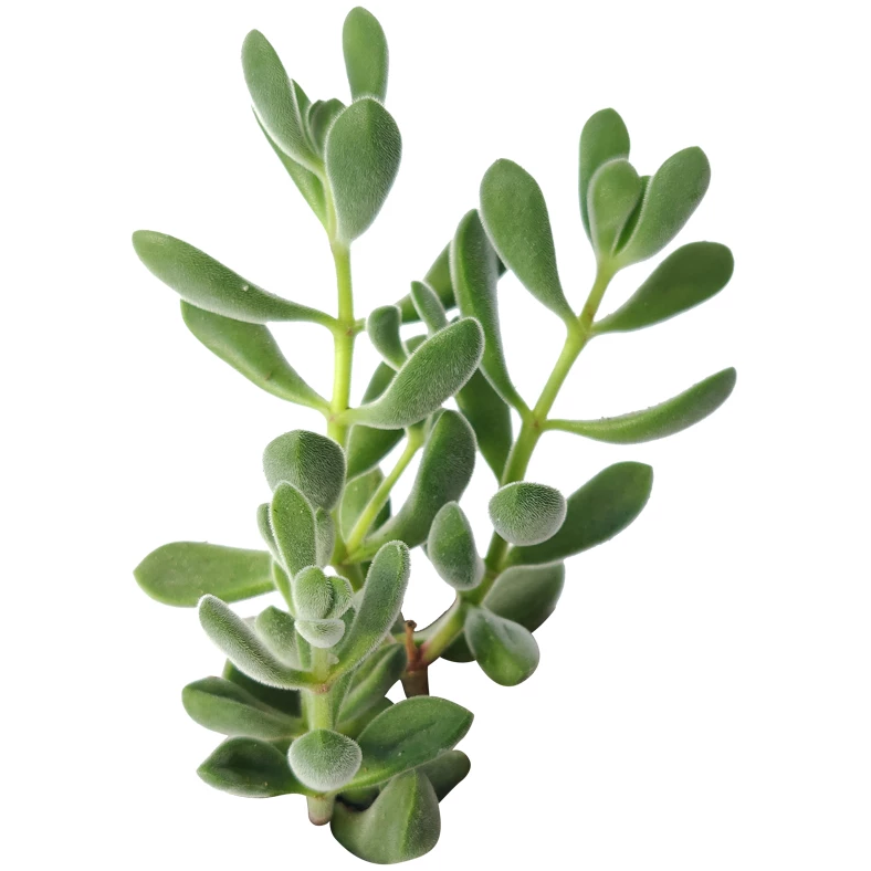 string of green beans succulent Crassula Congesta Green Beans - Chubby Succulent Plant and Care Guide