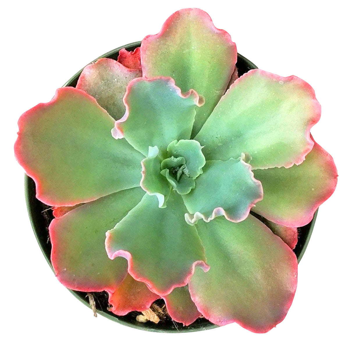 ruffled leaf succulent Echeveria Crinoline Ruffles for Sale