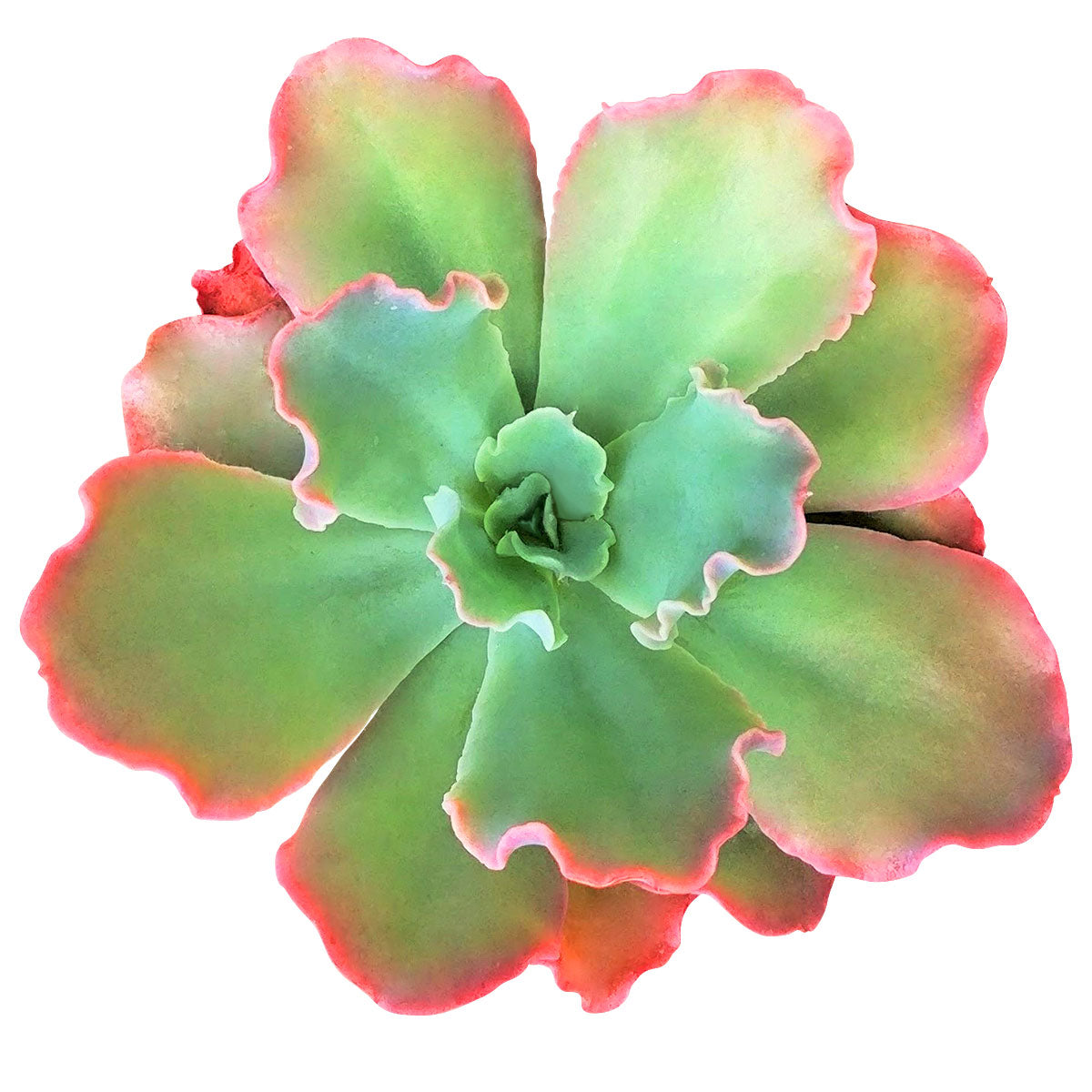 succulent with pink edges Echeveria Crinoline Ruffles for Sale