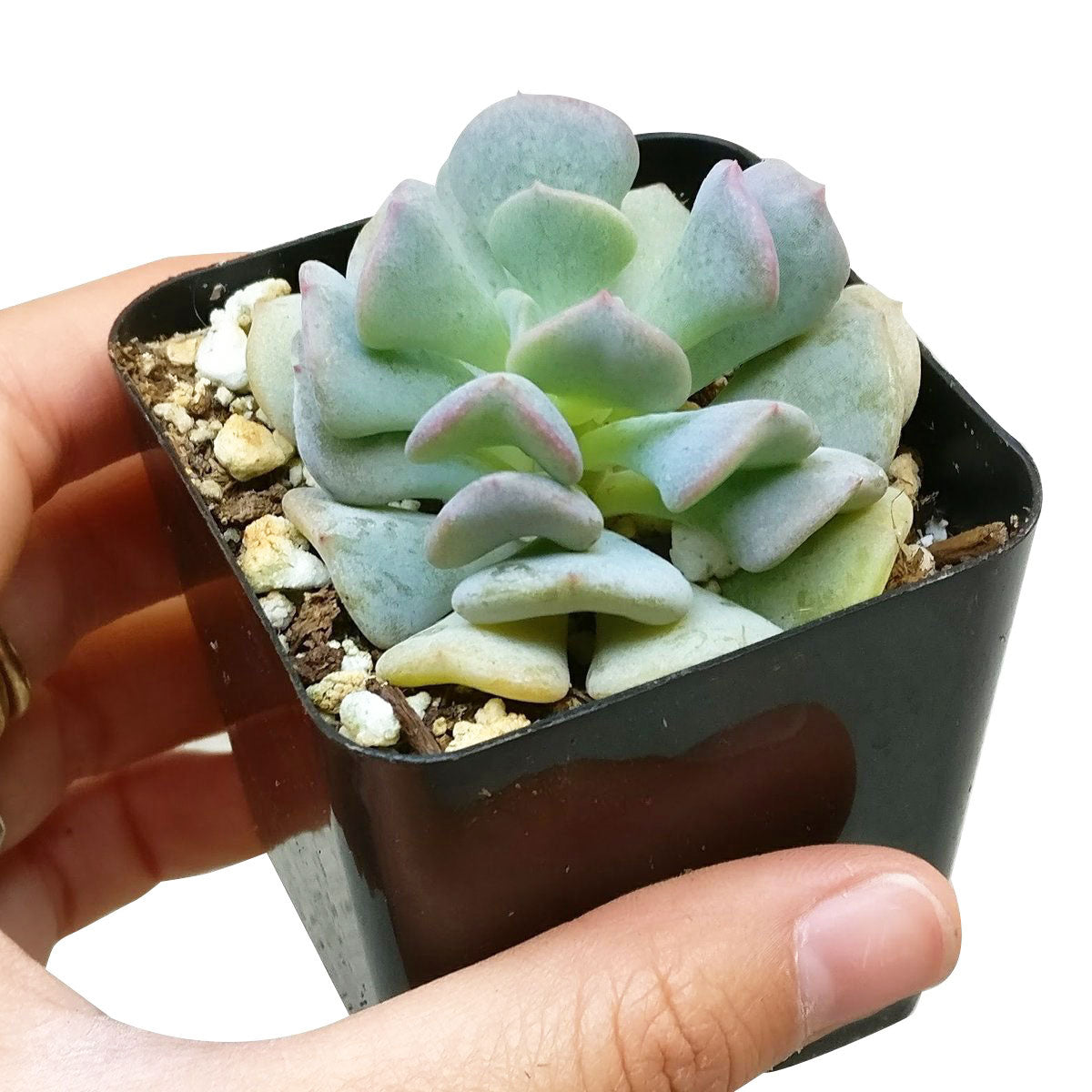 frost succulents Echeveria Cubic Frost