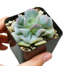 echeveria, echeveria succulent, echeveria types, succulent echeveria, buy succulents online, succulent shop, succulent store, echeveria plant, care tips for growing cubic frost