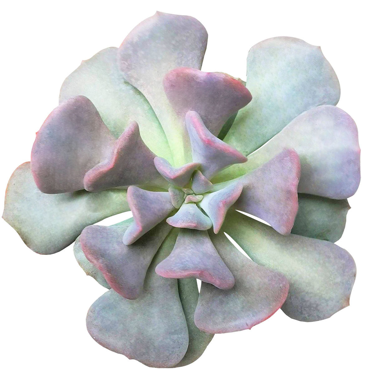 succulents in amazon Echeveria Cubic Frost